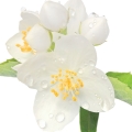  نارنجی مسخره Mock Orange